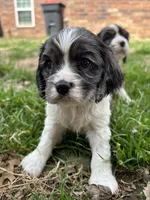Wesley , a male Cocker Spaniel and Cockalier for sale in Ardmore, OK – Photo 4 of 7