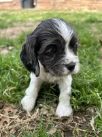 Wesley , a male Cocker Spaniel and Cockalier for sale in Ardmore, OK – Photo 2 of 7