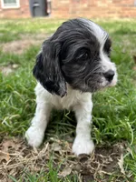Wesley , a male Cocker Spaniel and Cockalier for sale in Ardmore, OK – Photo 6 of 7