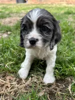 Wesley , a male Cocker Spaniel and Cockalier for sale in Ardmore, OK – Photo 1 of 7