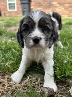 Wesley , a male Cocker Spaniel and Cockalier for sale in Ardmore, OK – Photo 5 of 7