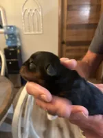 Elfie, a female Yorkshire Terrier for sale in Ardmore, OK – 3 of 3
