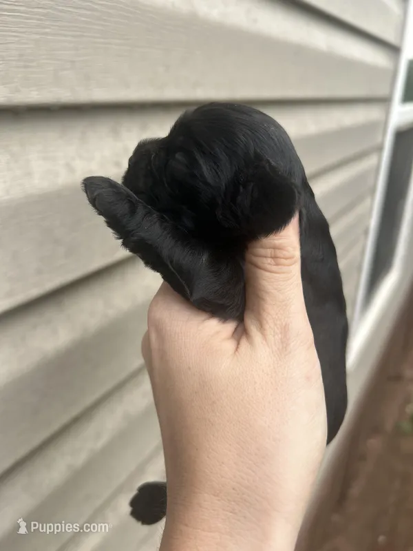 Fern – Cocker Spaniel puppy for sale in Ardmore, OK