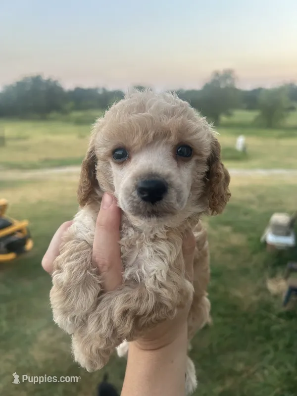 Levi – Poodle - Miniature  puppy for sale in Ardmore, OK