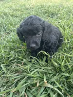 Boom, a male Poodle - Miniature  for sale in Ardmore, OK – Photo 2 of 3