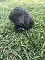 Boom, a male Poodle - Miniature  for sale in Ardmore, OK – Photo 3 of 3