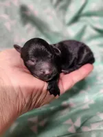 Koda, a male Poodle - Miniature  for sale in Ardmore, OK – Photo 3 of 3