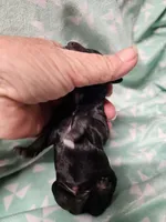 Koda, a male Poodle - Miniature  for sale in Ardmore, OK – Photo 2 of 3