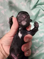 Koda, a male Poodle - Miniature  for sale in Ardmore, OK – Photo 1 of 3