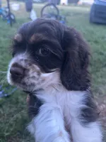 Scout, a male Cocker Spaniel for sale in Ardmore, OK – 4 of 7