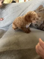 Wren, a female Poodle - Miniature  for sale in Ardmore, OK – 3 of 3