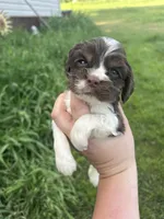 Jitter, a male Cocker Spaniel for sale in Ardmore, OK – Photo 1 of 2