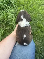 Jitter, a male Cocker Spaniel for sale in Ardmore, OK – Photo 2 of 2