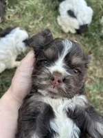 Athena, a female Cocker Spaniel for sale in Ardmore, OK – 2 of 3