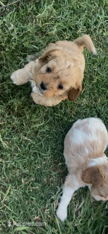 Frankie – Cavapoo puppy for sale in Ardmore, OK