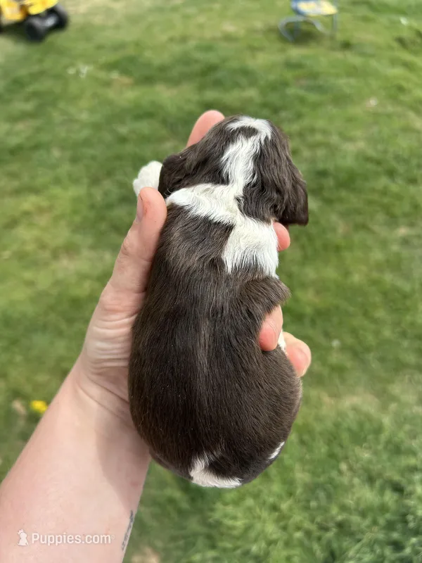 Gunnar – Cocker Spaniel puppy for sale in Ardmore, OK