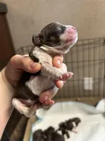 Gunnar, a male Cocker Spaniel for sale in Ardmore, OK – Photo 4 of 5