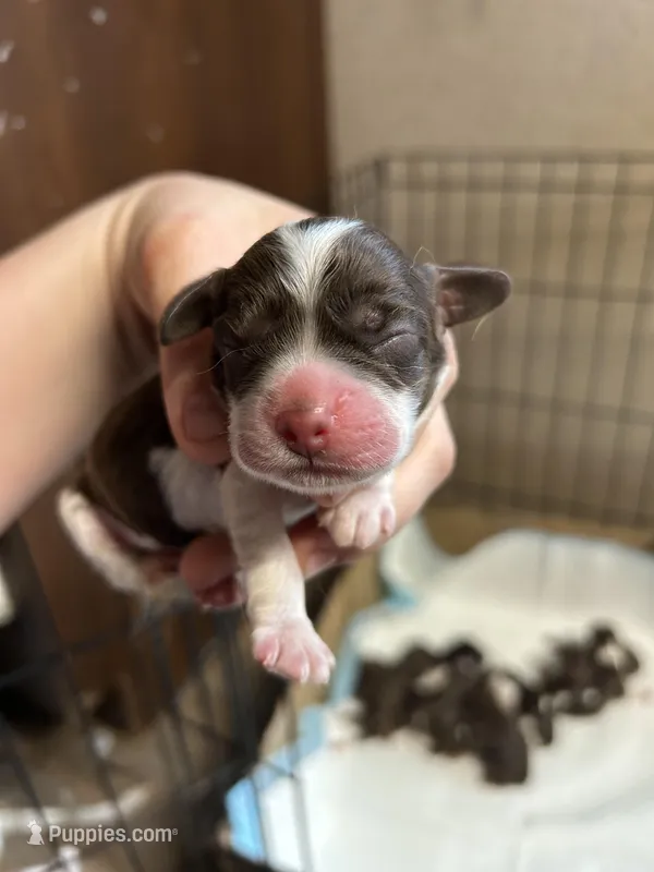 Gunnar – Cocker Spaniel puppy for sale in Ardmore, OK