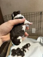 Gunnar, a male Cocker Spaniel for sale in Ardmore, OK – Photo 3 of 5