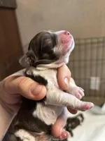 Gunnar, a male Cocker Spaniel for sale in Ardmore, OK – Photo 2 of 5