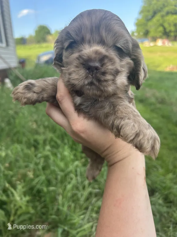 Maple – Cocker Spaniel puppy for sale in Ardmore, OK