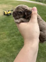 Maple, a female Cocker Spaniel for sale in Ardmore, OK – Photo 3 of 3