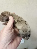 Mottie , a female Cocker Spaniel for sale in Ardmore, OK – Photo 2 of 2