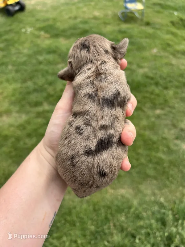 Maple – Cocker Spaniel puppy for sale in Ardmore, OK