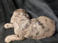 Maple, a female Cocker Spaniel for sale in Ardmore, OK – Photo 2 of 2