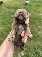 Maple, a female Cocker Spaniel for sale in Ardmore, OK – Photo 2 of 3