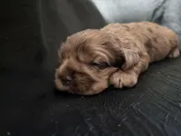 Maple, a female Cocker Spaniel for sale in Ardmore, OK – Photo 1 of 2