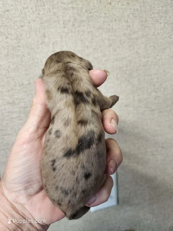 Mottie  – Cocker Spaniel puppy for sale in Ardmore, OK