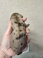 Mottie , a female Cocker Spaniel for sale in Ardmore, OK – Photo 1 of 2