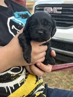 Izzy, a female Cocker Spaniel for sale in Ardmore, OK – Photo 1 of 2