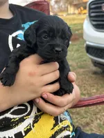 Izzy, a female Cocker Spaniel for sale in Ardmore, OK – Photo 2 of 2