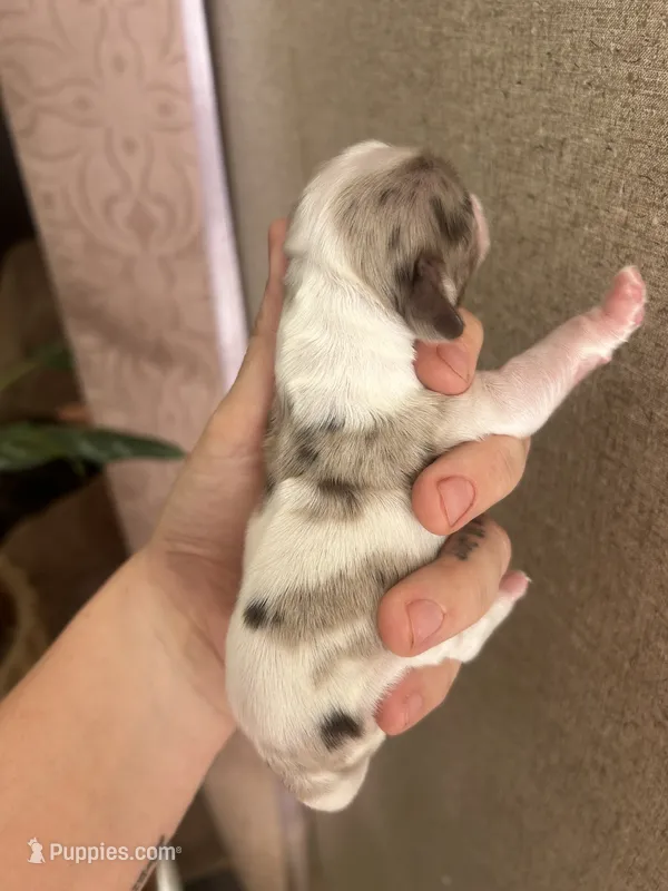 Honey – Cocker Spaniel puppy for sale in Ardmore, OK