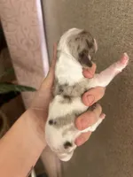 Honey, a female Cocker Spaniel for sale in Ardmore, OK – 1 of 2