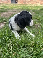 Marshall, a male Cocker Spaniel and Cockalier for sale in Ardmore, OK – Photo 4 of 5