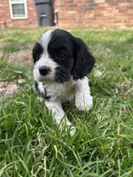 Marshall, a male Cocker Spaniel and Cockalier for sale in Ardmore, OK – Photo 1 of 5