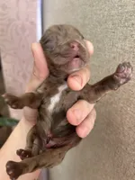 Moose, a male Cocker Spaniel for sale in Ardmore, OK – 2 of 2