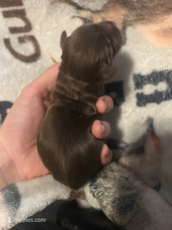 Holly – Cocker Spaniel puppy for sale in Ardmore, OK