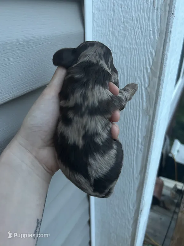 Moose – Cocker Spaniel puppy for sale in Ardmore, OK