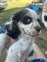 Thor, a male Cocker Spaniel for sale in Ardmore, OK – 2 of 7
