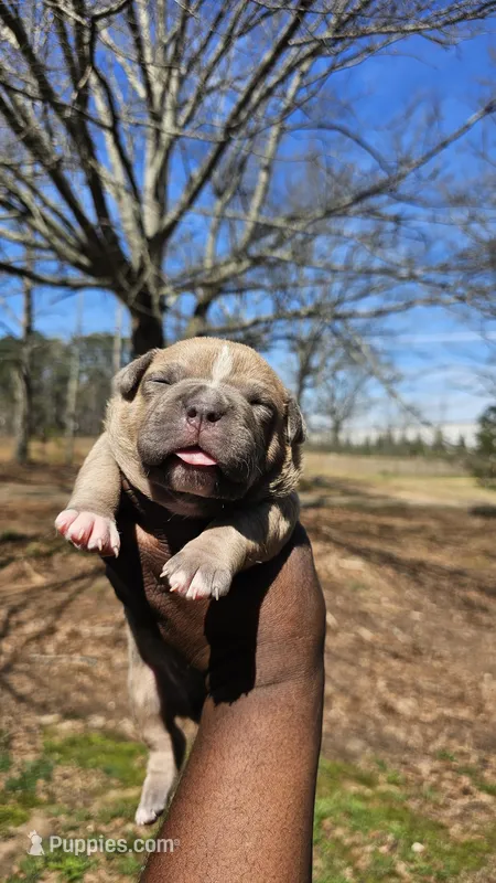 Bully – American Pit Bull Terrier puppy for sale in Union City, GA