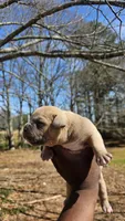 Bully, a male American Bully for sale in Union City, GA – Photo 1 of 3