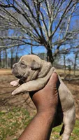Bully, a male American Bully for sale in Union City, GA – Photo 3 of 3