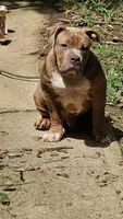 Bully, a male American Bully for sale in Union City, GA – 2 of 2