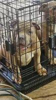 Bully, a male American Bully for sale in Union City, GA – 7 of 7