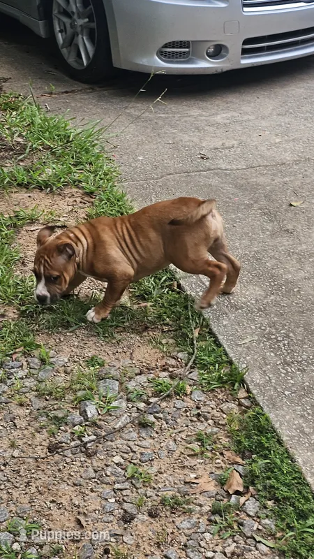 Bully – American Bully puppy for sale in Union City, GA