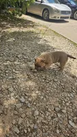 Bully, a male American Bully for sale in Union City, GA – 2 of 7